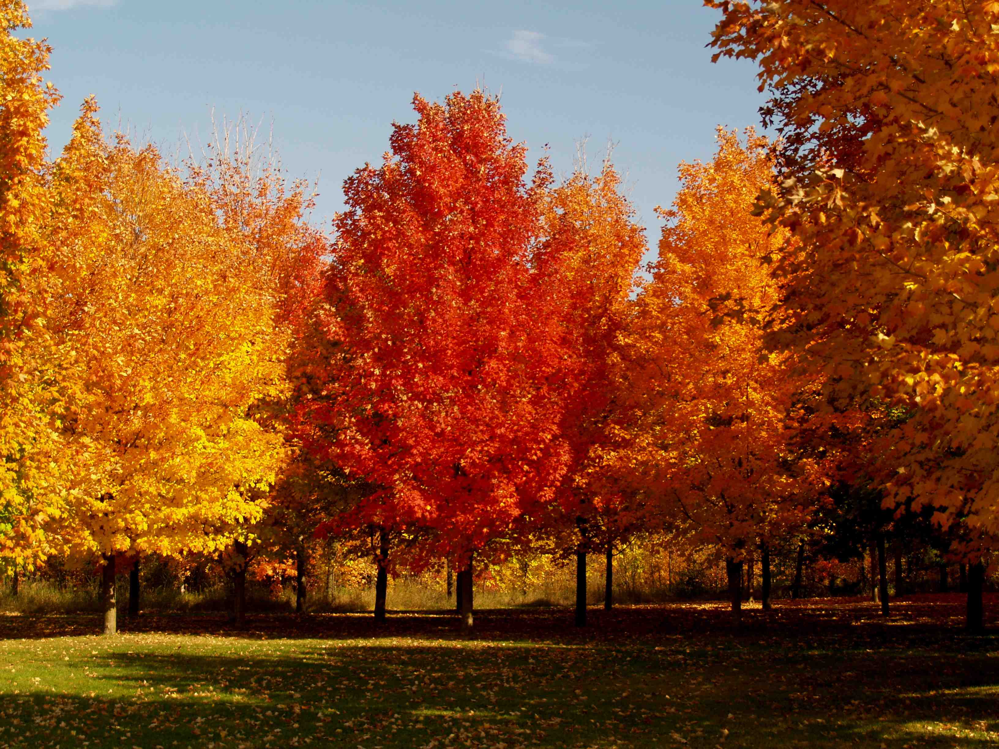 Fall foliage trees | Blog » Rutgers Landscape & Nursery
