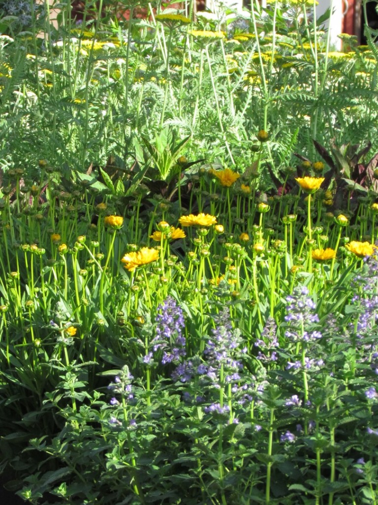 Rare and Unusual Plants Blog » Rutgers Landscape & Nursery