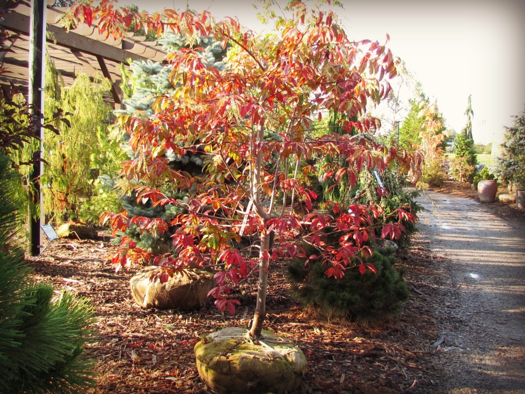 NJ Garden Center Blog » Rutgers Landscape & Nursery