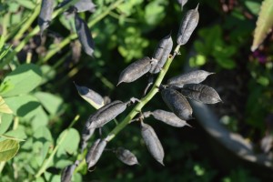 baptesia seed pods