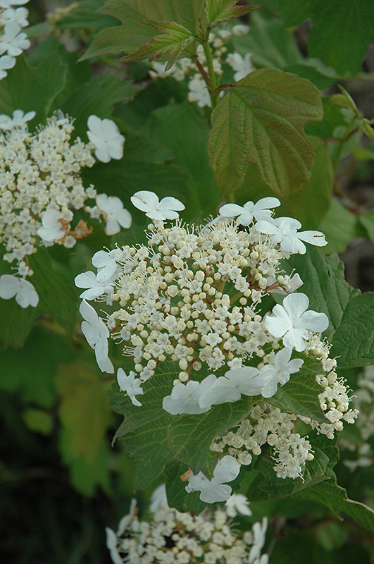 Viburnum, Cranberry Wentworth 4' Rutgers Landscape & Nursery