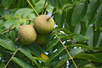 Black walnut toxicity