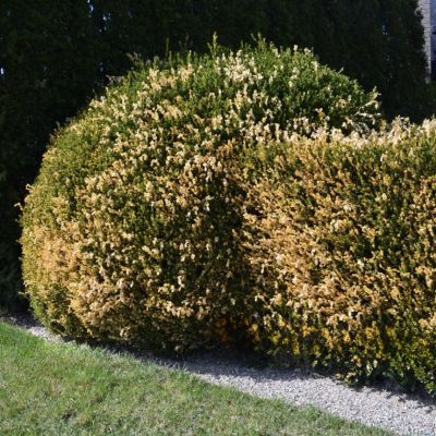 Winter_Damage_image Large