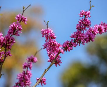 Cercis chinensis, the Chinese redbud is a plant in the legume th