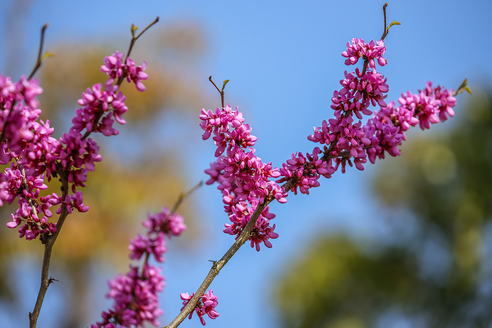 redbuds-zelkovas-oaks