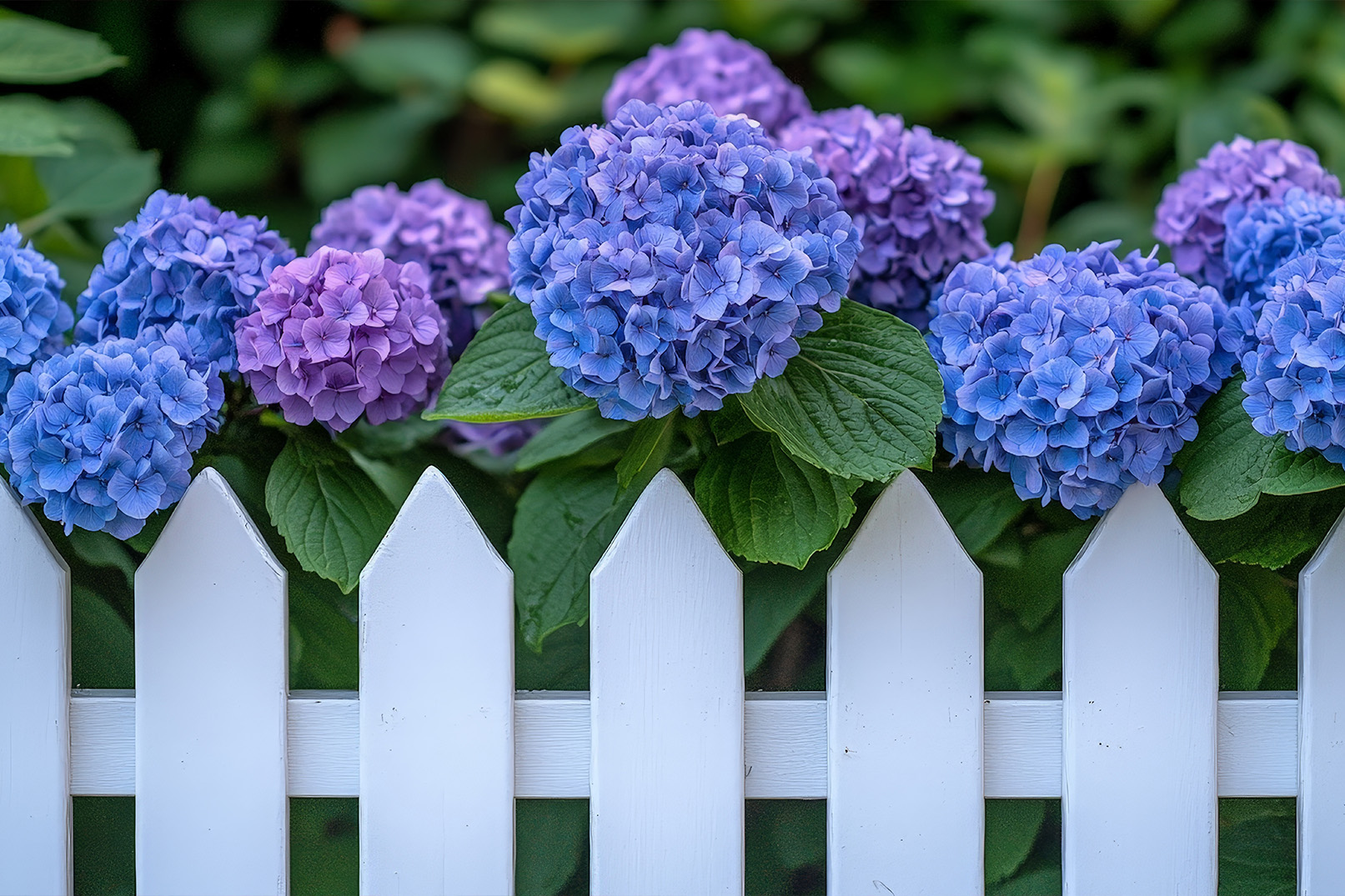 caring-for-hydrangeas
