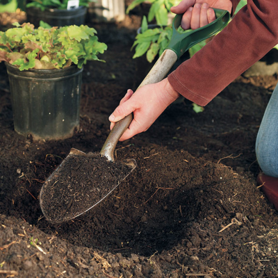 Person using a hand trowel to dig soil next to a potted heuchera plant with red and green foliage