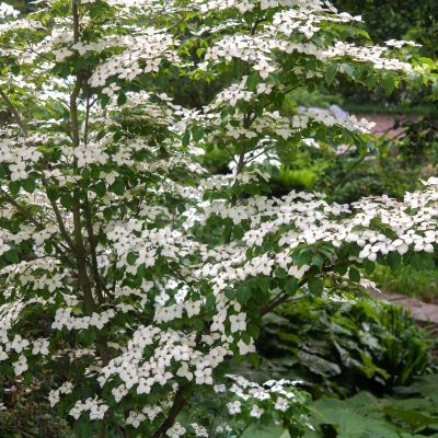 Flowering dogwood tree covered in white blooms in a lush garden setting