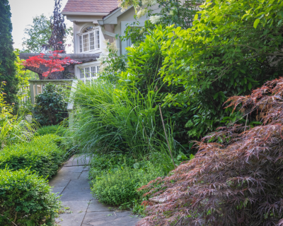 A lush garden path lined with tall cypress trees, a purple-leafed Japanese maple, and green shrubs, with a house visible in the background