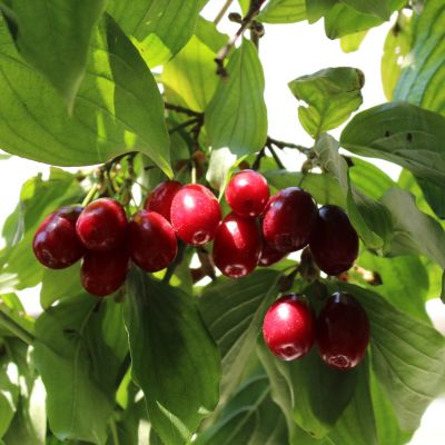 Cercis chinensis, the Chinese redbud is a plant in the legume th