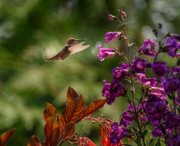 Cercis chinensis, the Chinese redbud is a plant in the legume th