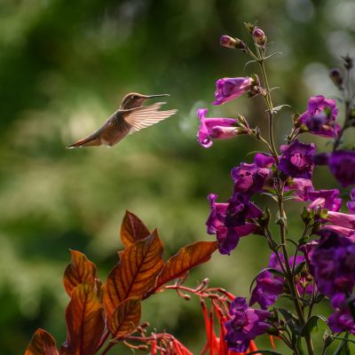 Cercis chinensis, the Chinese redbud is a plant in the legume th