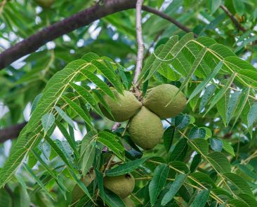 Cercis chinensis, the Chinese redbud is a plant in the legume th