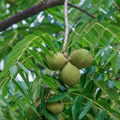 Cercis chinensis, the Chinese redbud is a plant in the legume th