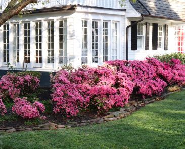 Cercis chinensis, the Chinese redbud is a plant in the legume th