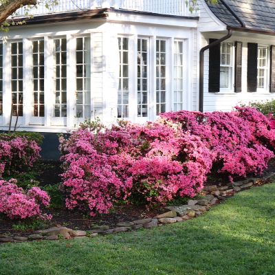 Cercis chinensis, the Chinese redbud is a plant in the legume th