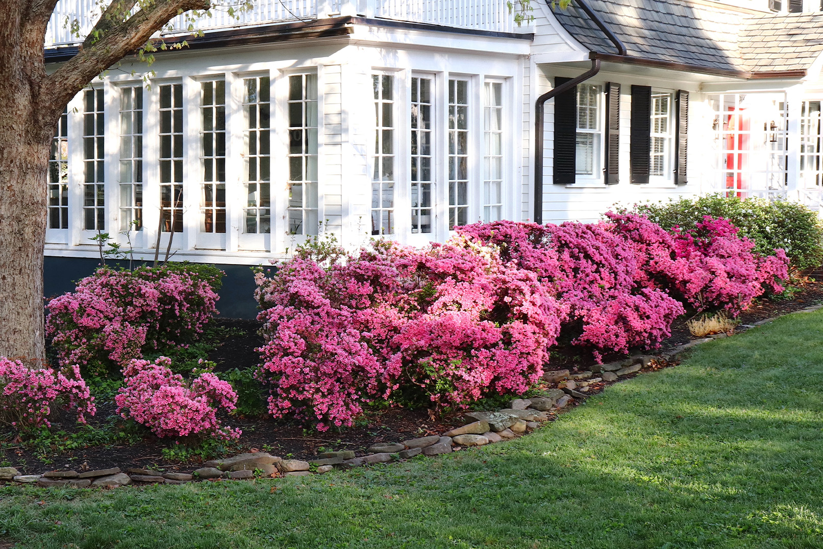small-or-dwarf-plants-for-the-border