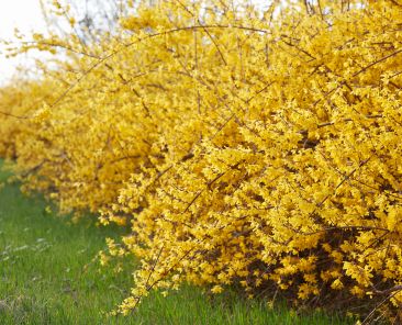 Cercis chinensis, the Chinese redbud is a plant in the legume th