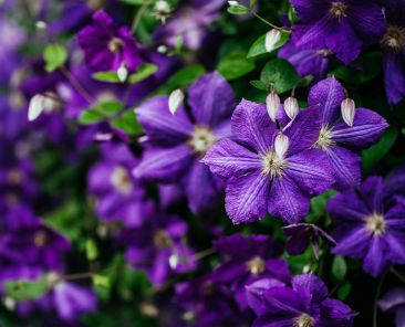 Cercis chinensis, the Chinese redbud is a plant in the legume th