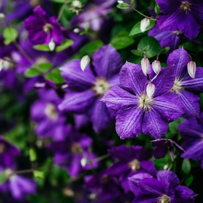 Cercis chinensis, the Chinese redbud is a plant in the legume th