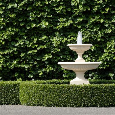 Cercis chinensis, the Chinese redbud is a plant in the legume th