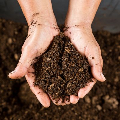 Cercis chinensis, the Chinese redbud is a plant in the legume th