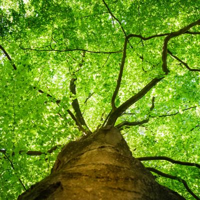 Cercis chinensis, the Chinese redbud is a plant in the legume th