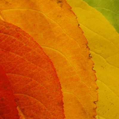 Cercis chinensis, the Chinese redbud is a plant in the legume th