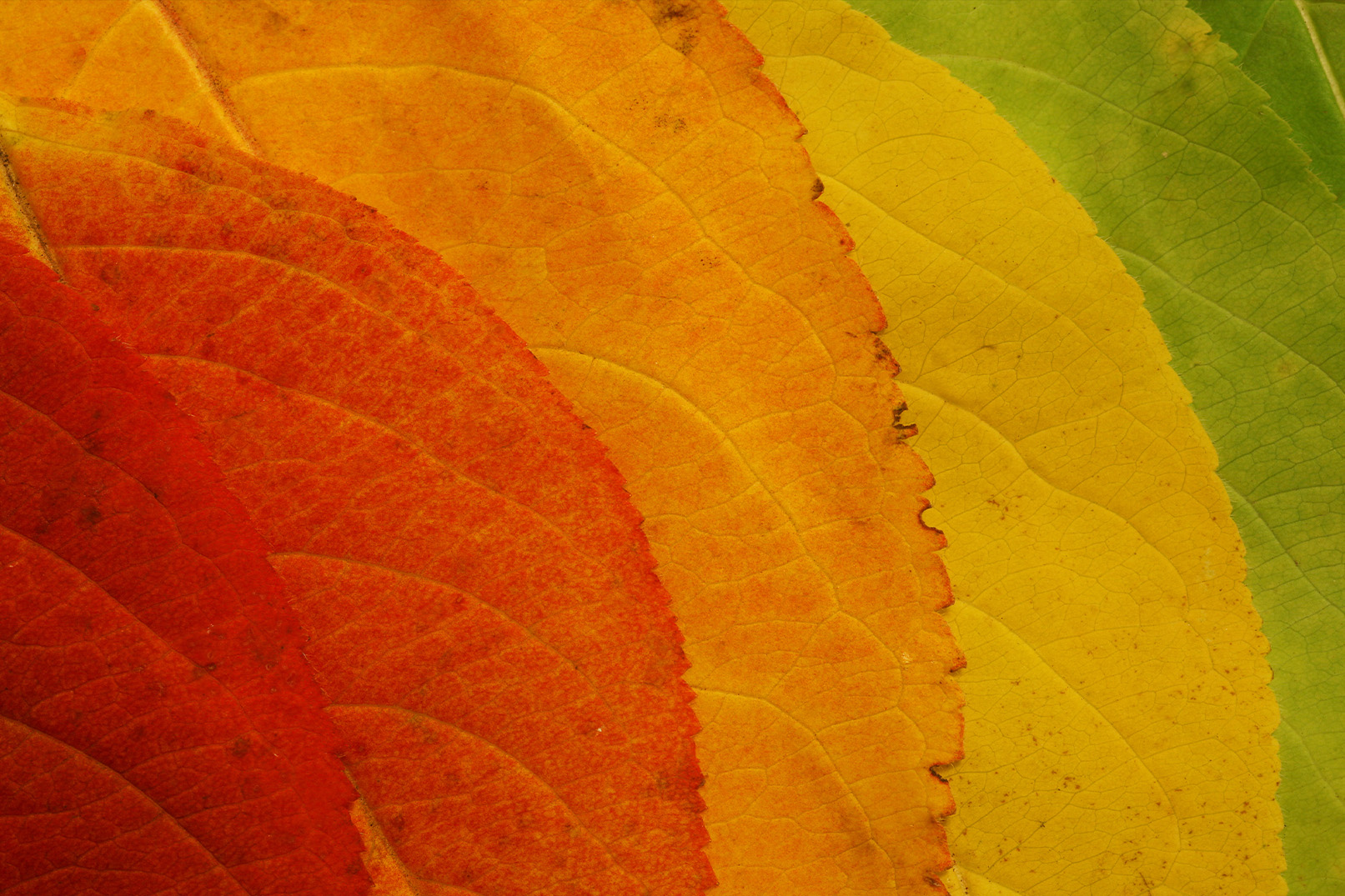 colorful-autumn-foliage