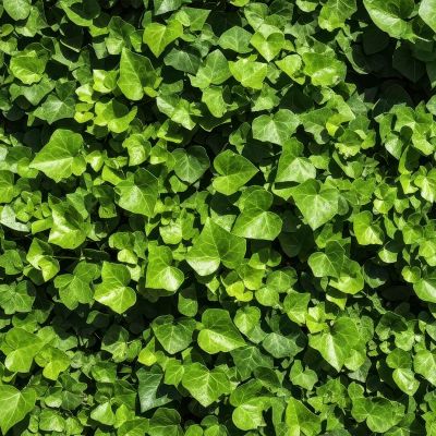 Cercis chinensis, the Chinese redbud is a plant in the legume th