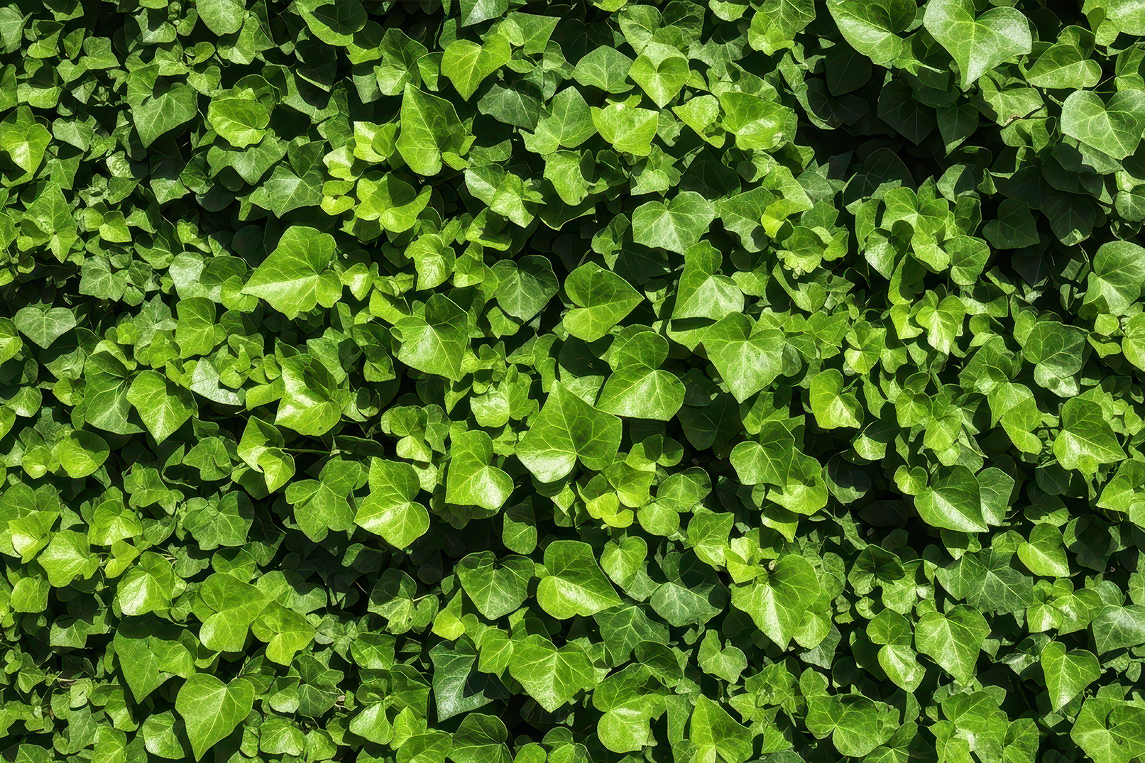 groundcovers