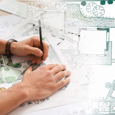 Cercis chinensis, the Chinese redbud is a plant in the legume th