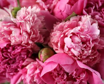 Cercis chinensis, the Chinese redbud is a plant in the legume th