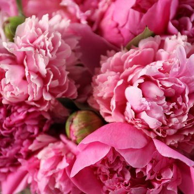 Cercis chinensis, the Chinese redbud is a plant in the legume th