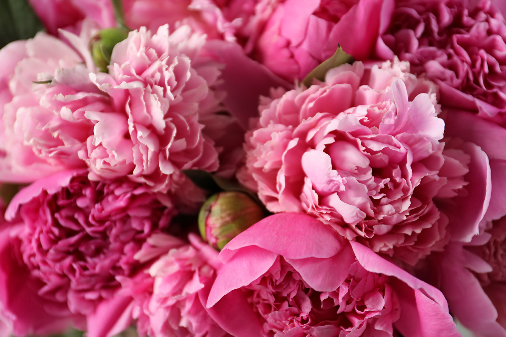 growing-tree-peonies