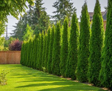 Cercis chinensis, the Chinese redbud is a plant in the legume th