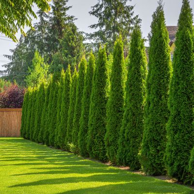 Cercis chinensis, the Chinese redbud is a plant in the legume th