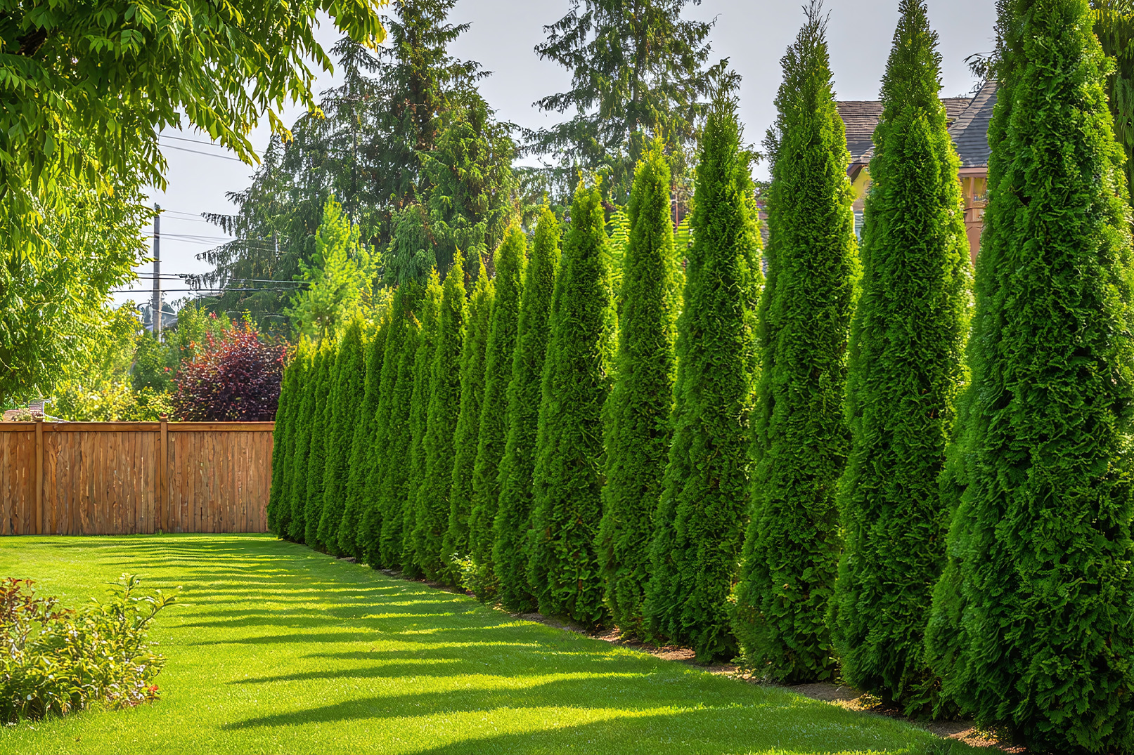 quick-growing-privacy-screens