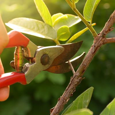 Cercis chinensis, the Chinese redbud is a plant in the legume th