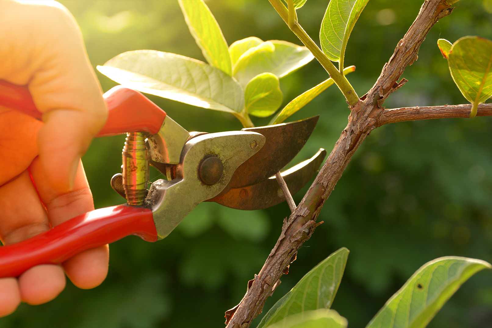 the-philosophy-of-pruning