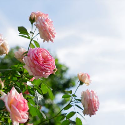 Cercis chinensis, the Chinese redbud is a plant in the legume th