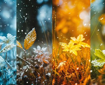 Cercis chinensis, the Chinese redbud is a plant in the legume th