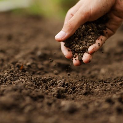 Cercis chinensis, the Chinese redbud is a plant in the legume th