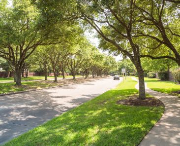 Cercis chinensis, the Chinese redbud is a plant in the legume th