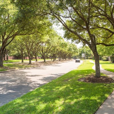 Cercis chinensis, the Chinese redbud is a plant in the legume th