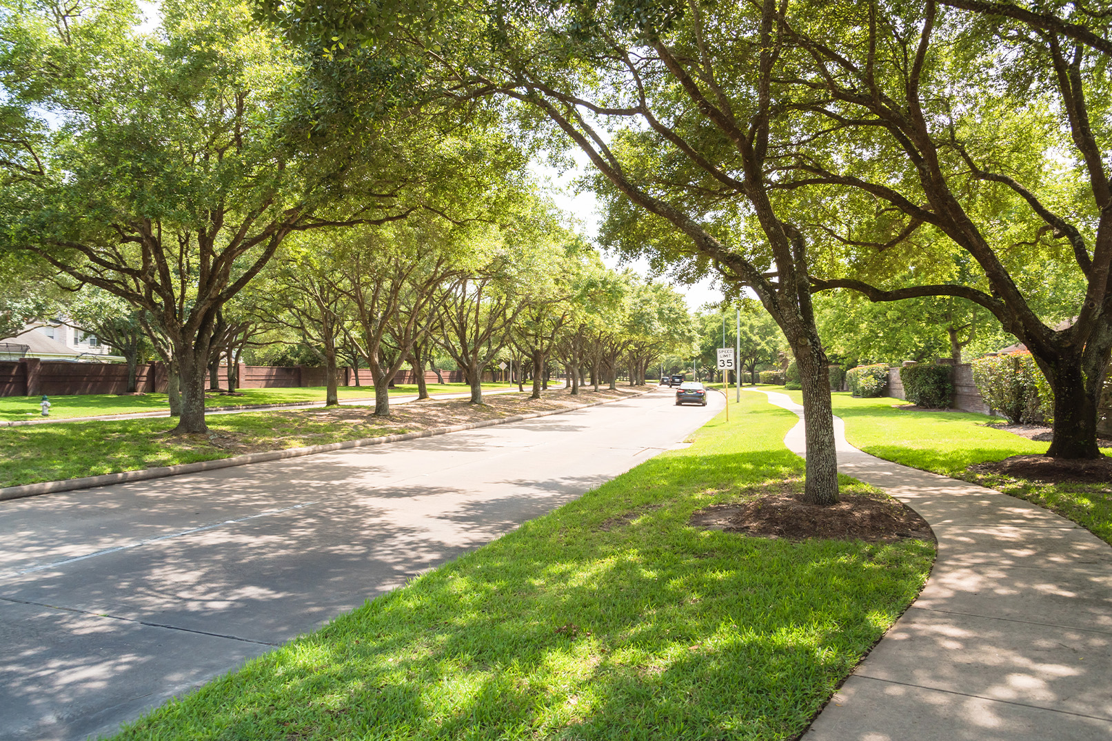 trees-for-avenues-and-streets