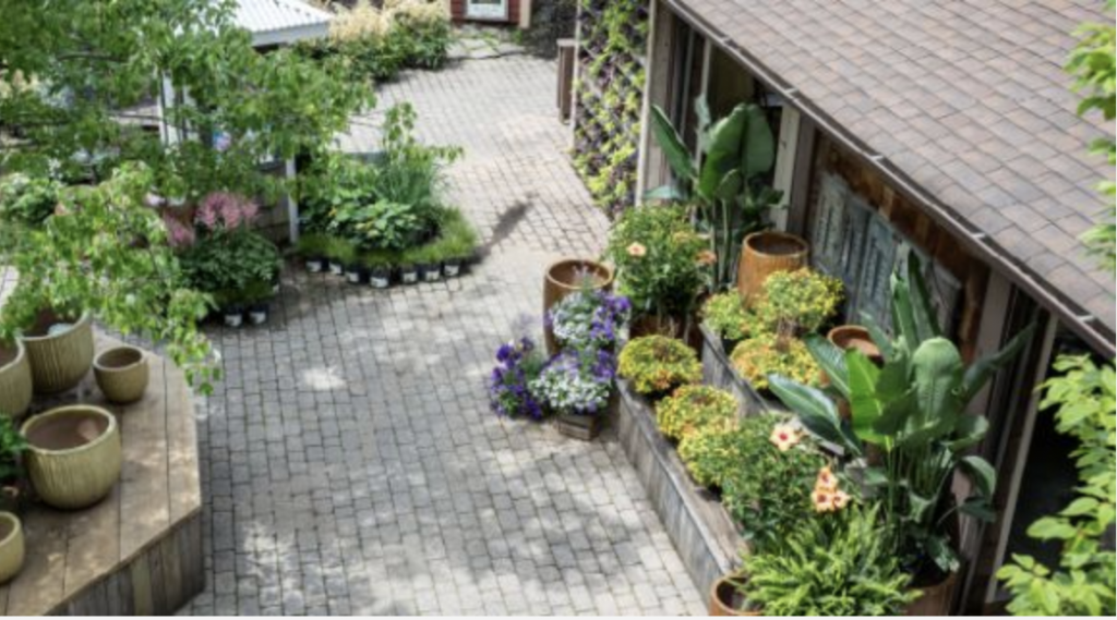 Courtyard garden scene with a paved walkway bordered by raised beds and numerous potted plants, including large leafy plants and colorful flowers, next to a wooden building