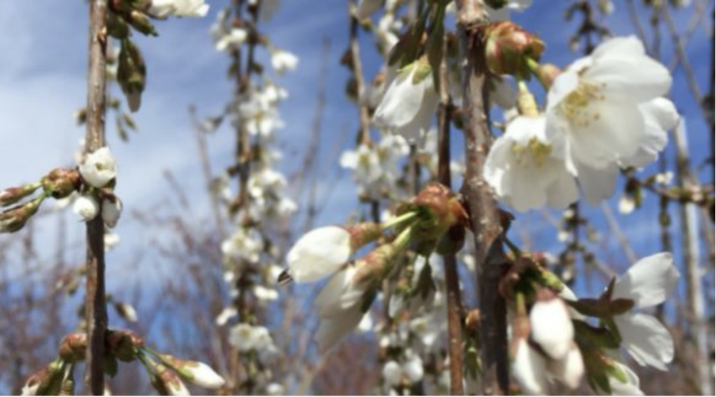 Close-up of budding branches with white blossoms and green buds against a bright blue sky