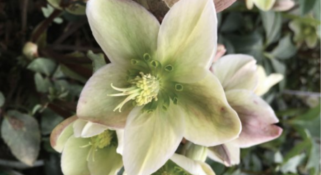 Close-up of a pale green hellebore flower with multiple petals and yellow stamens, surrounded by leaves and buds