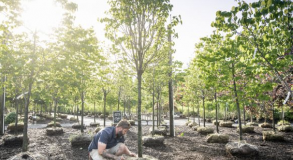 Tree nursery with rows of young trees with root balls on the ground, a person kneeling to inspect or plant a tree, and a '20% off' sign among the rows